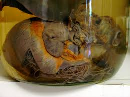 <b>Dogs</b> and<i> Heartworms</i>