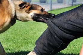 <b>Dog Bites</b>
