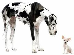 Your<i> dog</i>s DNA