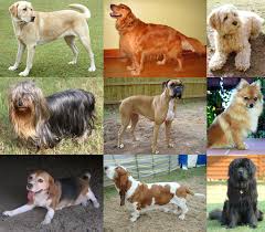 <b>Dog Genetics</b> and Development