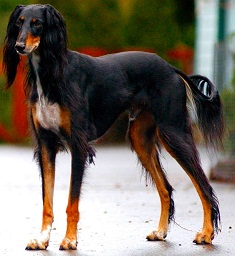 <b>Dogs in<b> Judaism</b></b>