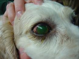 <b>Eye problems with<i> dogs</i></b>