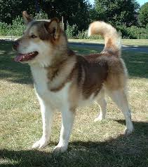The <b>Greenland Dog</b>