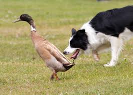 <b>Herding<b> dog</b>s</b>