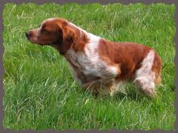 Discover the <b>Chiens Francaises</b>