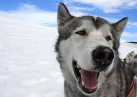 <b>The<b> Iceland Dog</b></b>