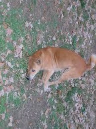 Training Your Dog To Lay Down