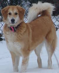 <b>Purebred</b> or<i> mut</i>t