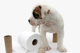 Simple Tips To Potty Train Your New Puppy