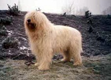 <b>South Russian Ovcharka</b>