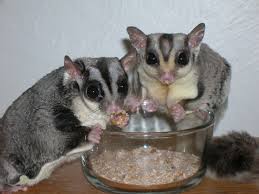 <b>Sugar Gliders</b> as pets