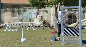 Teaching your dog to stay on the<i> agility</i> start line