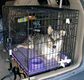 <b>Traveling by Car with your dog</b>