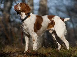 CHOOSING AN ADULT DOG