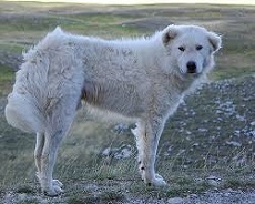 <b>Abruzzenhund Dogs</b>