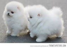 Affenpinscher Dogs Cute Fluffy and Funny