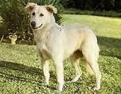 The Aidi Dog A Perfect Watchdog