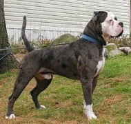 <b>Alapaha Blue Blood Bulldog</b> Your Blue Blood Companion