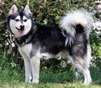 <b>Alaskan Klee Kai</b>
