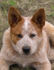 The Alopekis or the<b> Small Greek Fox</b>