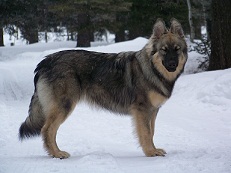 <b>American Alsatian</b>