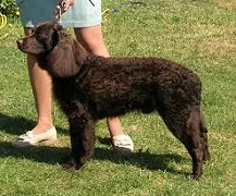 <b>The<i> American Water Spaniel</i></b>