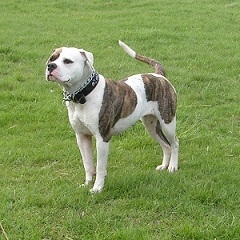 <b>American Bulldog</b>