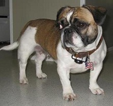 <b>American Bullnese</b>