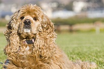 The <b>American Cocker Spaniel</b>