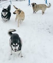 Understand the Needs of an <b>Anatolian Shepherd</b>