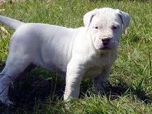 <b>The<i> Argentine Dogo</i></b>