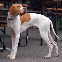 The <b>Ariege Pointing Dog</b>