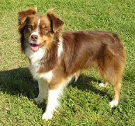 The <b>Australian Shepherd</b>