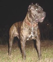 <b>Australian Bandog</b>