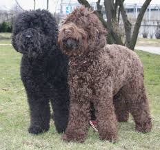 <b>The<i> Barbet</i><b> dog</b></b>
