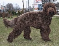 The Barbet Dog