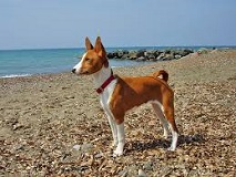 The Basenji