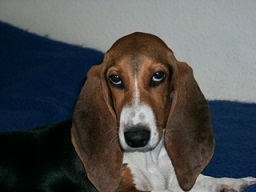 The <b>Basset Artesien Normand</b>