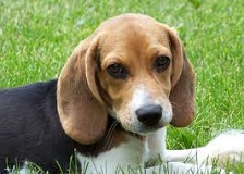 The Beagle