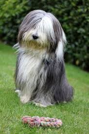 The<i> Bearded Collie</i>