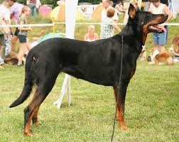 <b>The<i><b> Beauceron</b><b> dog</b></i></b>