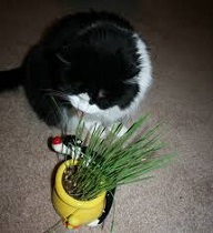 Tips on How to Correct <b>Cat Behavior</b>