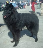 <b>The<i> Belgion Shepherd Dog</i></b>