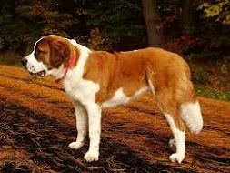 <b>Saint Bernard</b>