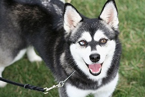 <b>The<i> Alaskan Klee Kai</i></b>