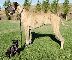 The <b>Chinese Chongqing Dog</b>