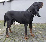 <b>The Austrian Black and Tan Hound</b>