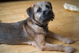 The <b>Border Terrier</b>