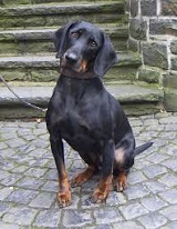 The <b>Austrian Brandlbracke</b>