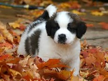<b>Breed Rescues</b>